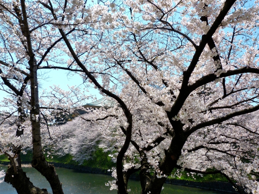 九段の桜 