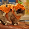 ハロウィンのお化けに扮したオーちゃん