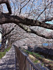 これも「さくら通り」
