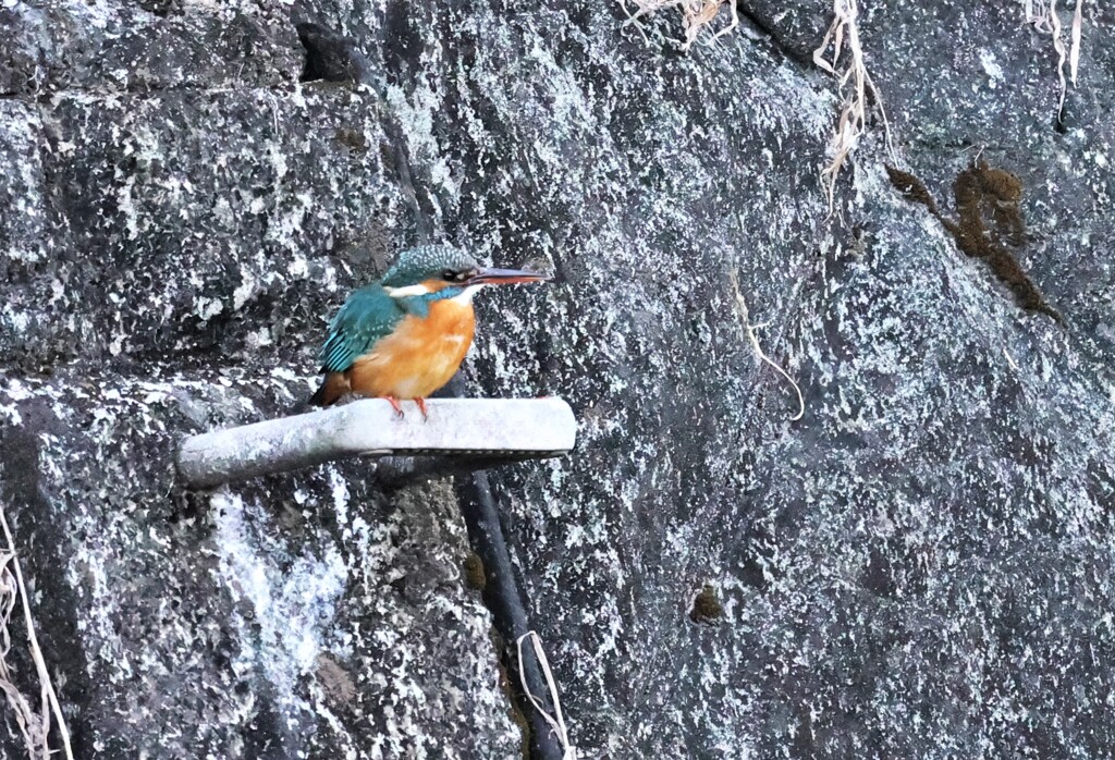 帰りのカワセミ
