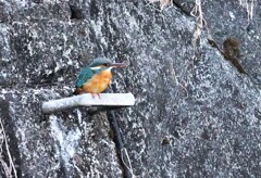 帰りのカワセミ