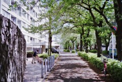 桜並木