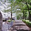 桜並木