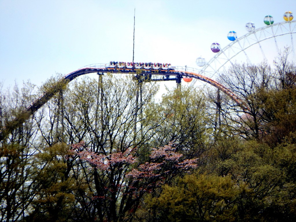 よみうりランド外苑の桜