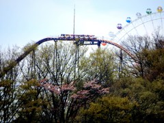 よみうりランド外苑の桜