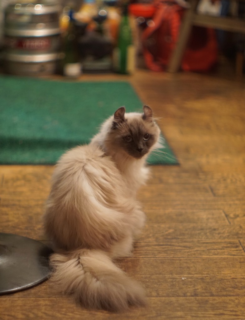 ふり向いたクーちゃん