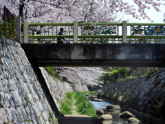 二ヶ領用水の桜