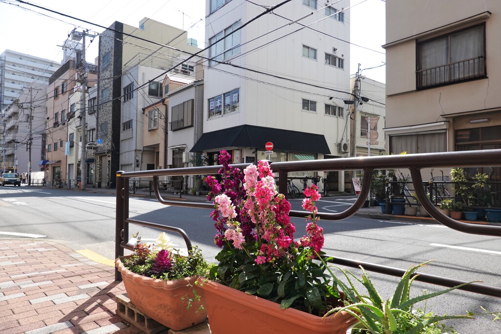 沿道の美しい花