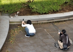 猫を撮りたがる人