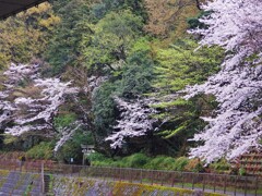 鎮守の森も