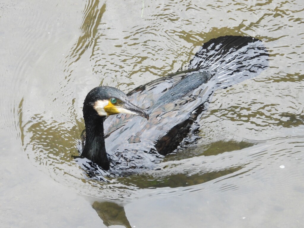 カワウ
