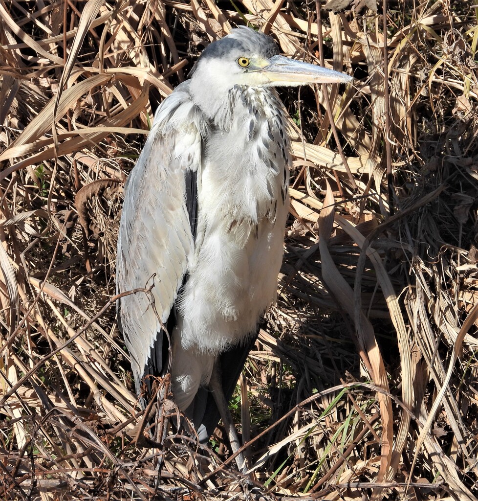 仁王