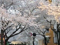 夕方の桜のトンネル