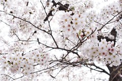いまが満開