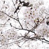 いまが満開