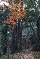 どこまで続くんだろう