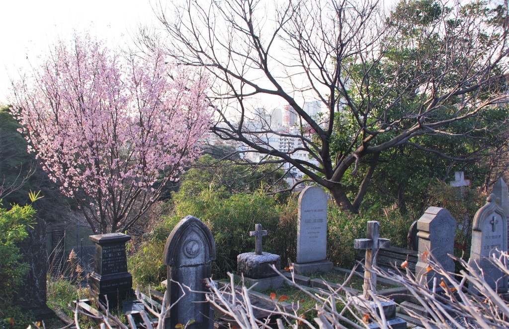 墓地にだけに桜とは