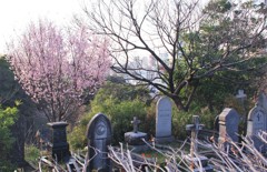墓地にだけに桜とは
