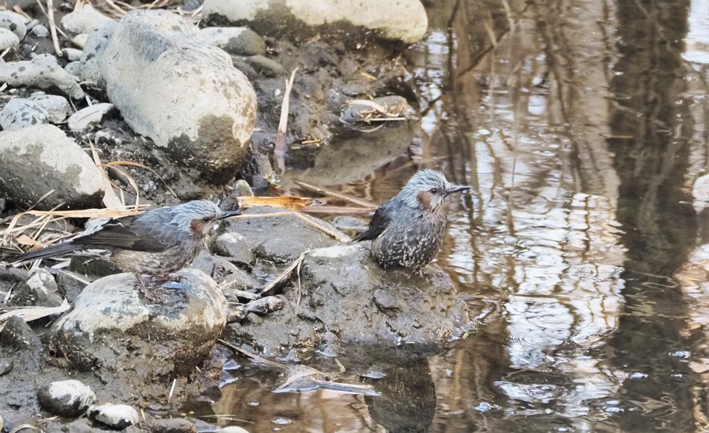水浴び好きなヒヨドリ