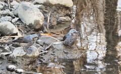 水浴び好きなヒヨドリ