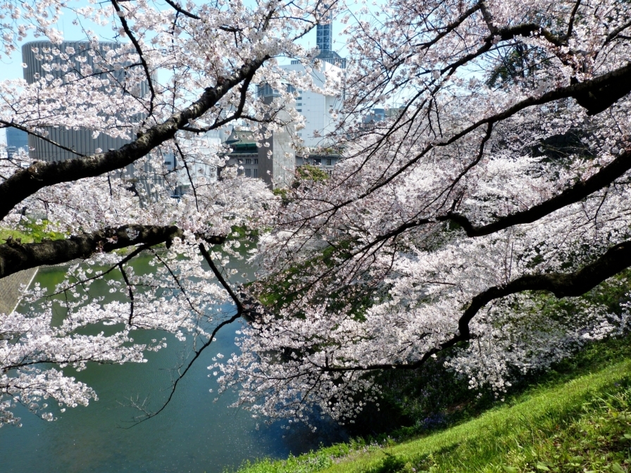 九段の桜 