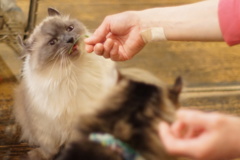 猫草おいしー