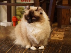 看板娘のオーちゃん