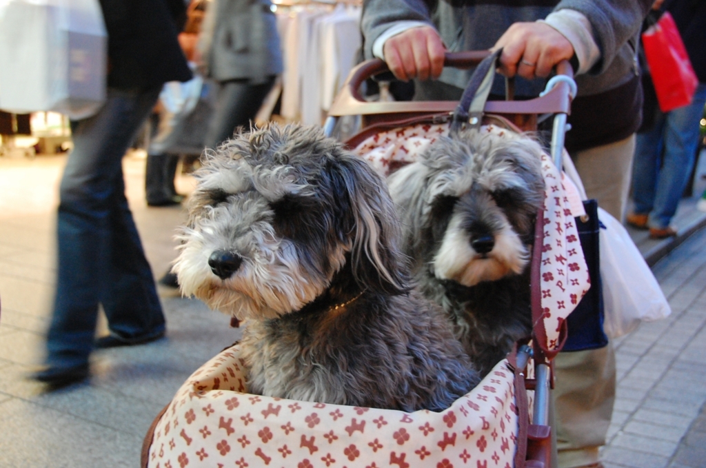 ホントは歩きたいんだけど