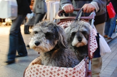 ホントは歩きたいんだけど