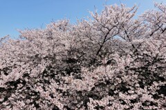 山下公園の桜