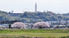 久しぶりのよみうりランド