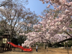 幼稚園児が陣取り