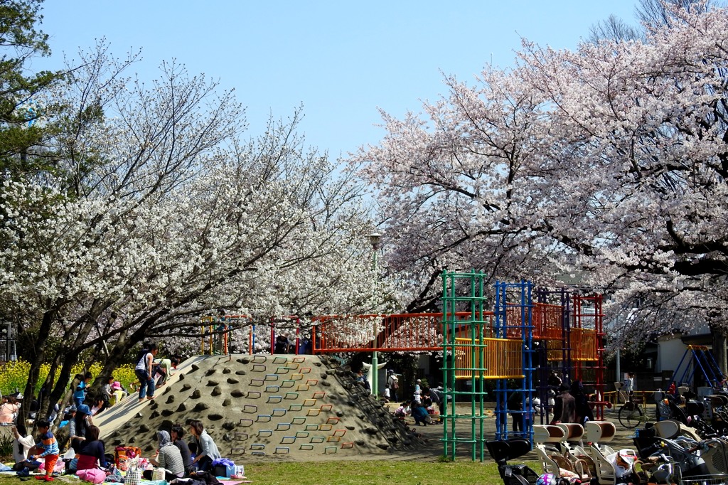 クジラ公園の桜