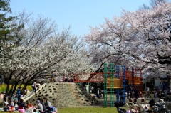 クジラ公園の桜