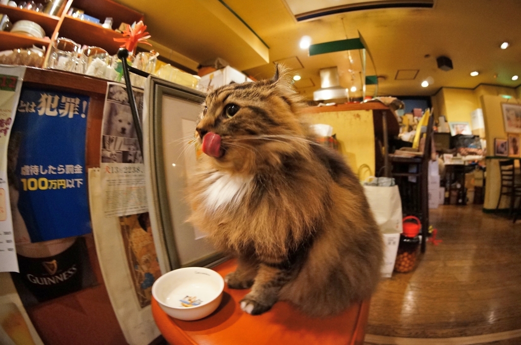 おめでとうございます