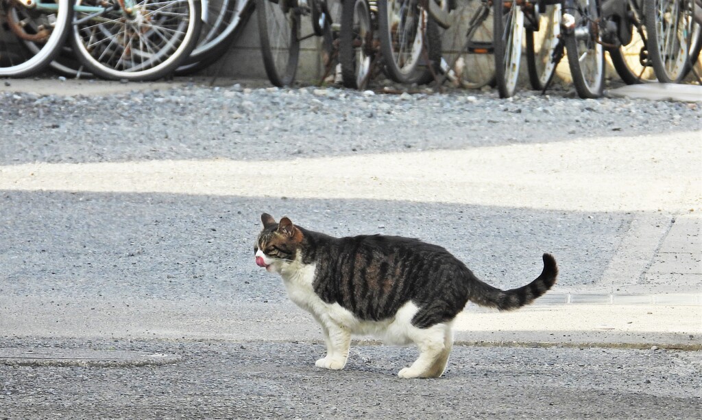 目をつぶってベロンチョ
