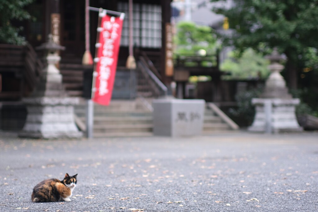 太宗寺の狛猫