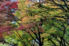 意外性の紅葉