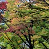 意外性の紅葉