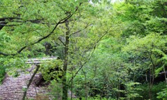 遺跡庭園「縄文の森」