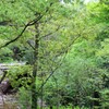遺跡庭園「縄文の森」