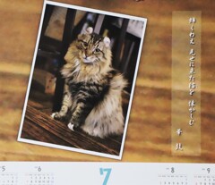 「ディー・カッツェ」オリジナルカレンダー　7月