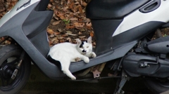 見てんじゃねーよ