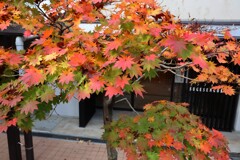 介護施設の紅葉