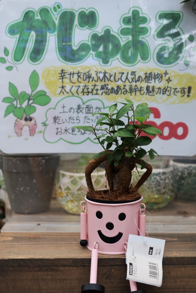 ガジュマル
