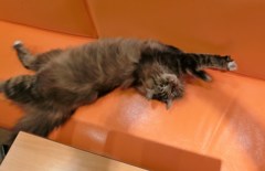 こんな感じでどうニャ？