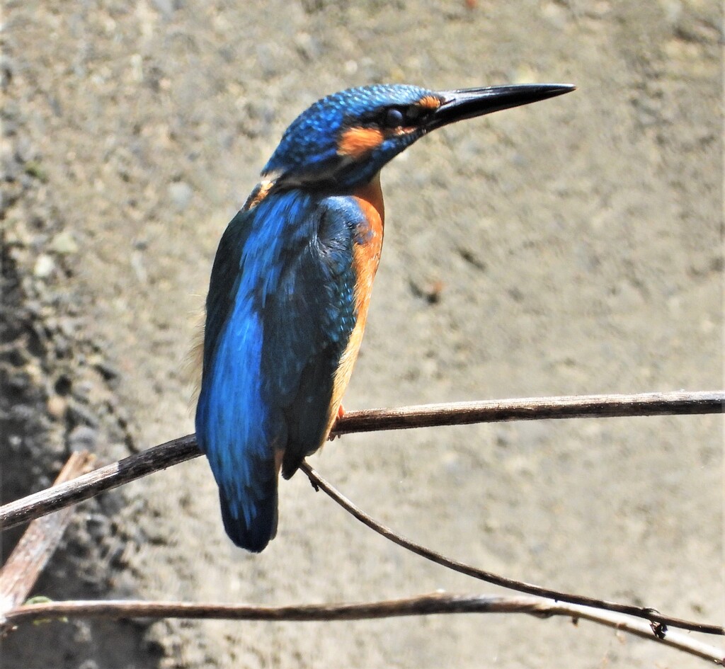 流線型のカワセミ