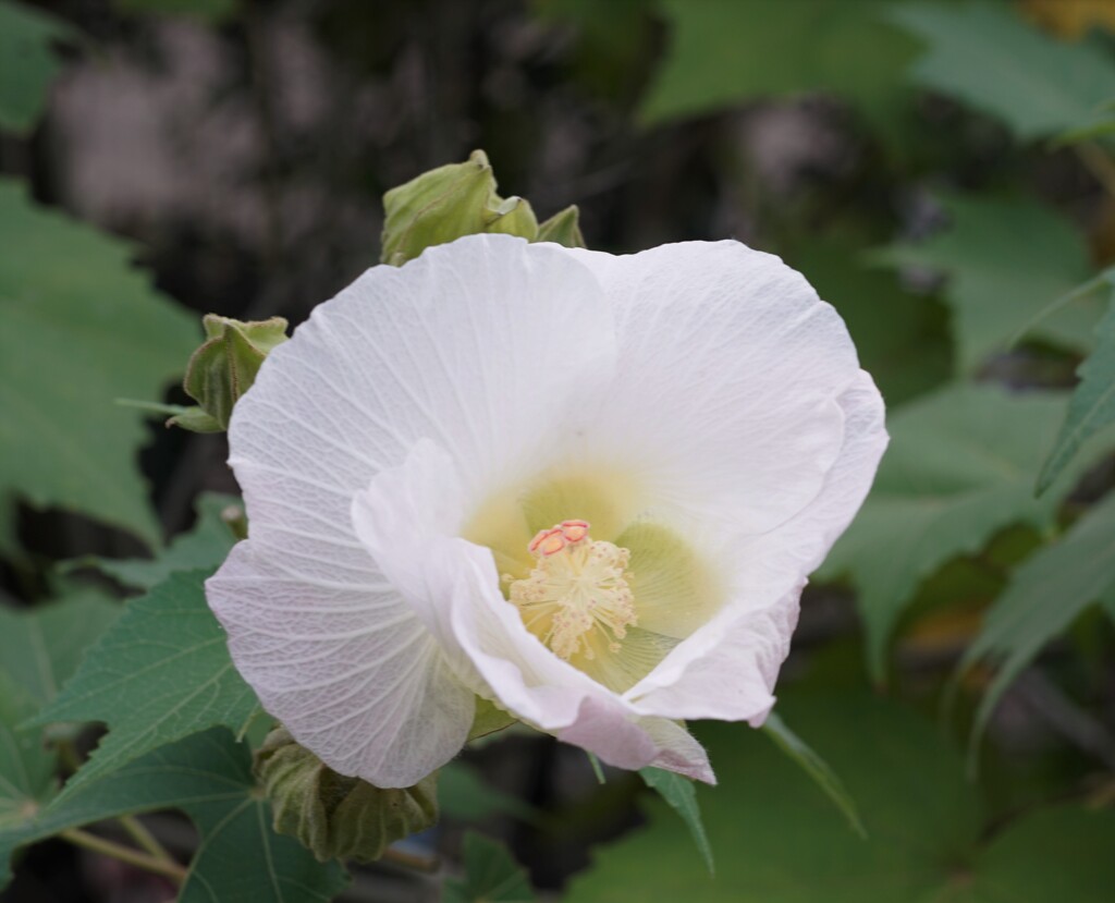 スポットAFじゃなくても