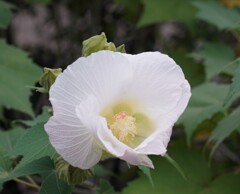 スポットAFじゃなくても