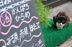 横浜・新山下の鮮魚店前でエサを待つ常連